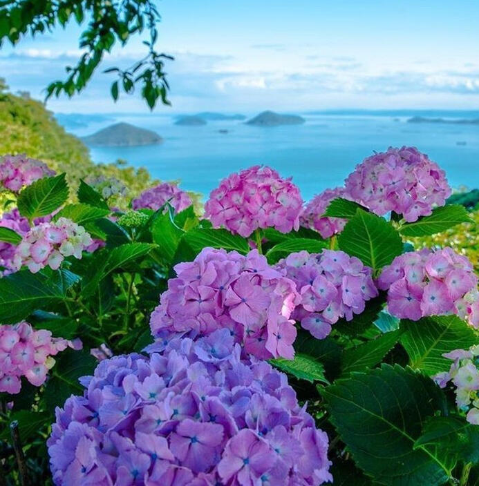 I WILL stay dedicated to this pfp